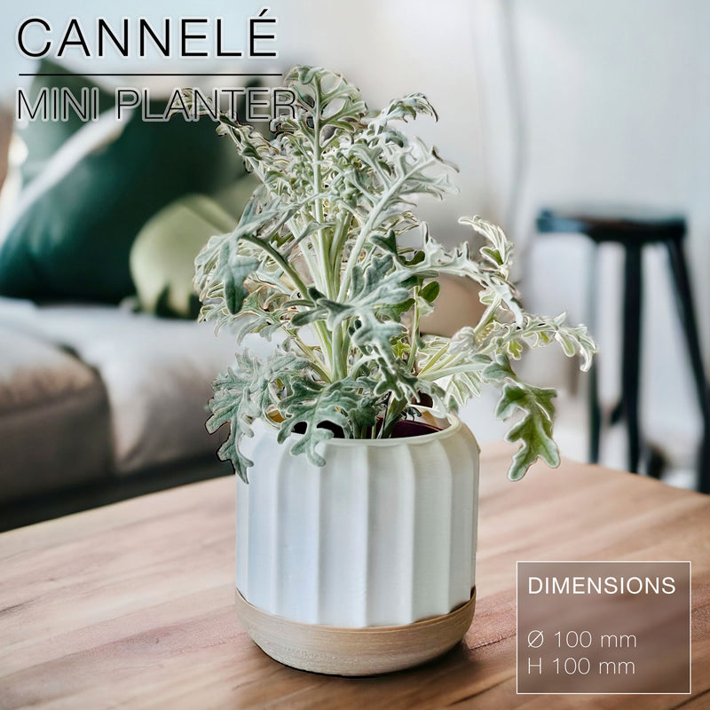 CANNELÉ | Mini Planter