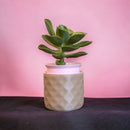 WABI  |  Self-watering Planter